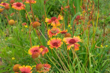 Çayırda Gaillardia. Aster ailesinin bitkisi. Süs bitkisi. Kuraklığa dayanıklı yıllık fabrika. Kulübe bahçesi..