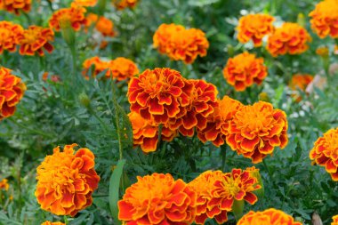 Beyaz arka planda turuncu çiçekli marigold bitkisi. Bahçe dekoru. Çiçek süslemesi.