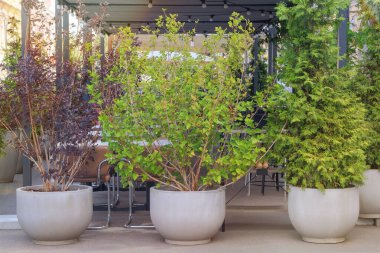 Büyük kaplarda yeşil çalılar. Bir sokak kafesinin terasında saksı bitkisi. Güneşli bir gün. Bitkilerin çeşitliliği. 