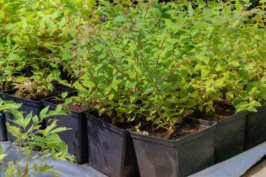 Çalı çeşitliliği var. Yerel pazardaki saksılarda bitki tohumları. Çalı fideleri bahçe mağazasında satılıyor. Kulübe bahçesi..