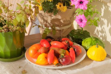 Tabakta domates. Sonbahar hasadı. Çeşitli domatesler. Turuncu ve kırmızı olgun sebzeler. 