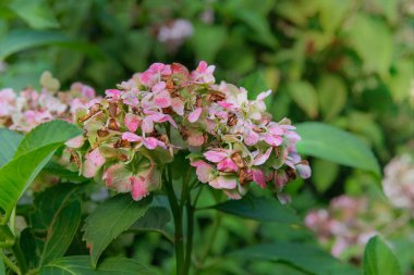 Ortanca, sonbaharda bahçe bitkisi olarak yetişir. Dağ evinde kuru ortanca yetişiyor. Güneşli bir gün. 