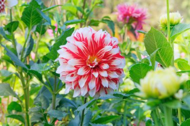 Çiçek açan. Güneşli bir gün. Et yapraklı ve çiçekli Dahlia çalısı. Melezler kır evinde yetişir.. 