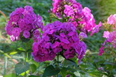 Phlox bir bahçe bitkisi gibi yetişir. Kulübe bahçesi. Çiçek süsleme. Güneşli bir gün. Ormanlık alanda mor çiçekler.