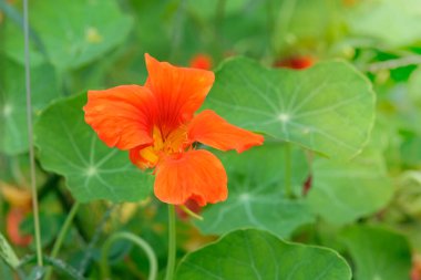 Kırsal alanda sarı çiçekli Nasturtium bitkisi. Arkadaş fabrikası. Güneş ışığı. Bahçe işleri konsepti. Güzelliği ve ayrıntıları vurgulamak. Kırsalda çiçek açan bir bitki.. 
