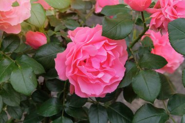 Pembe çiçekli Rosa odoratabush kır evinde büyüyor. Çiçek açan mor çiçek. Çiçekler bahçe bitkileri gibi açıyor. Güneşli bir gün. 