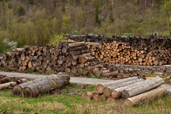 Abholzung Forstwirtschaft Stamm Bäume Holzstapel Holz — Stockfoto