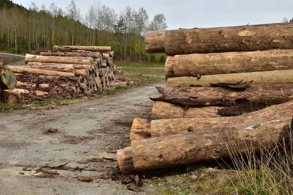 Skogsavverkning Industri Stamträd Vedstapel Trä — Stockfoto