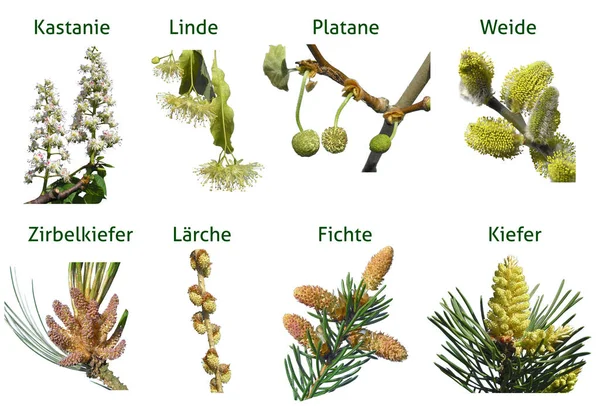 Descripción General Los Diferentes Tipos Flores Árboles Con Nombre — Foto de Stock