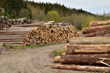 Orman endüstrisi gövde ağaçları kereste yığını.
