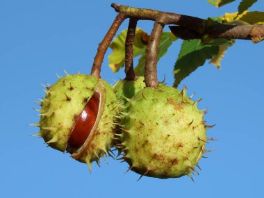 chestnut tree stands tall, adorned with lush green leaves clipart