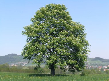 chestnut tree stands tall, adorned with lush green leaves clipart