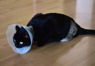 Veteriner bakımı, kedi ameliyatı, bacağı kesilmiş, üç ayaklı kedi.