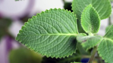 Oregano leaves growing in a pot. Oregano is a plant in the Lamiaceae family.