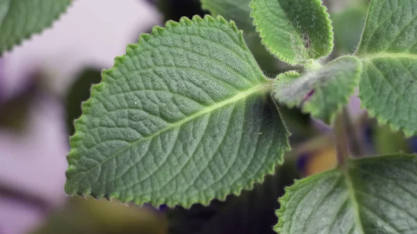 Oregano leaves growing in a pot. Oregano is a plant in the Lamiaceae family.