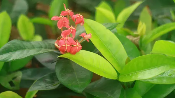 Ashoka Sarasa Asoca Tree Starting Flower — Stock Photo, Image