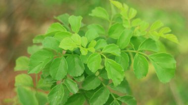Cape hanımeli ya da Tecoma capensis bitkisi. Endonezya 'da Tekomaria denir. Güney Afrika 'ya özgü Bignoniaceae familyasından bir bitki türü..