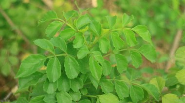 Cape hanımeli ya da Tecoma capensis bitkisi. Endonezya 'da Tekomaria denir. Güney Afrika 'ya özgü Bignoniaceae familyasından bir bitki türü..