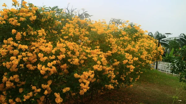 Silva Manso Tabebuia Aurea Çiçekleri Endonezya Bir Ağaçta Çiçek Açıyor — Stok fotoğraf
