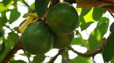 Avokadolar Endonezya 'da ağaçlarda yetişir..