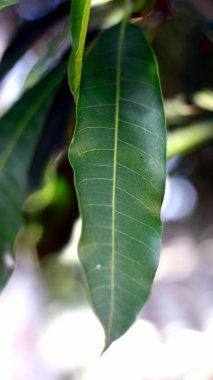Kendondong yaprakları ağaçlarda yetişir..      