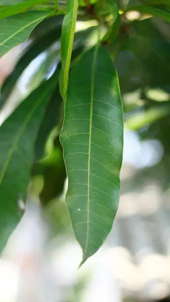 Kendondong的叶子长在树上 图库照片
