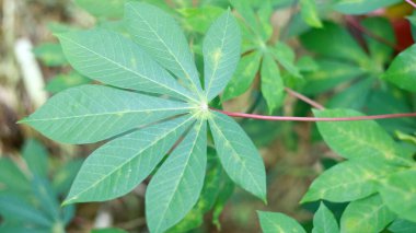Cassava yaprakları ağaçta yetişiyor..