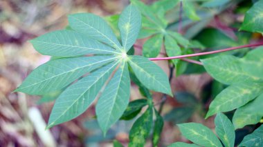 Cassava yaprakları ağaçta yetişiyor..