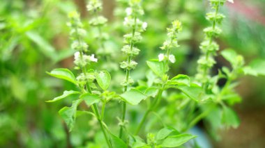 Bahçedeki ağaçlarda fesleğen yaprağı.