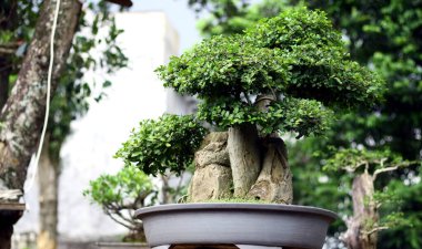 Streblus asper tree bonsai in pot. clipart
