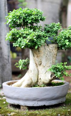 Kavanozda Streblus asper ağacı bonsai.