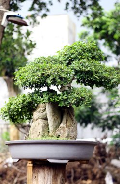 Kavanozda Streblus asper ağacı bonsai.