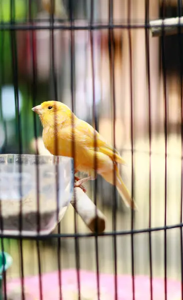 Yellow Canary Bird Cage — Stock Photo, Image