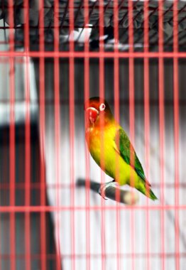 Sarı yakalı aşk kuşu ya da kafesteki maskeli aşk kuşu.  