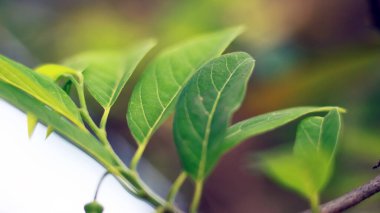 Şeker elma yaprakları ağaçta yetişir..