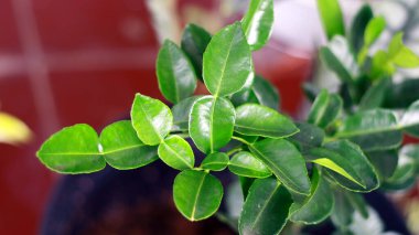 Kafir kireç yaprakları ağaçta yetişir. Bu yaprakların bitkisel ilaçlar için özellikleri var..