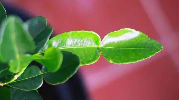 stock image Kaffir lime leaves grow on trees. These leaves have properties for herbal medicine.