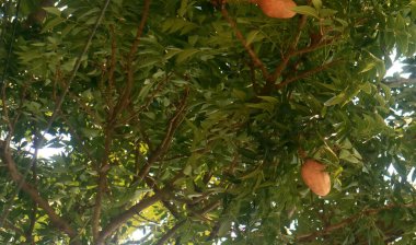 Mahogany fruit grows on trees. clipart