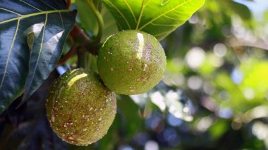 Breadfruit veya Artocarpus altilis Bandung, Batı Java, Endonezya 'da ağaçta yetişir..            