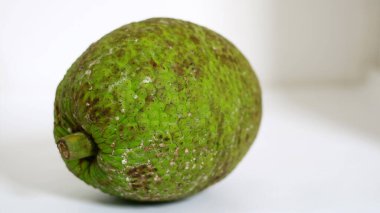 Breadfruit or Artocarpus altilis on white background. clipart