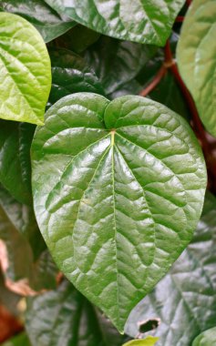 Betel yaprakları bitkilerin üzerinde yetişir. Betel yaprağı çoğunlukla Asya 'da, betel quid ya da paan olarak, Areca fındığı ya da tütünle tüketilir.. 