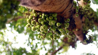 Loa ya da Ficus racemosa Endonezya 'da ağaçta yetişir..