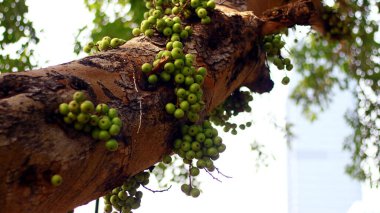 Loa ya da Ficus racemosa Endonezya 'da ağaçta yetişir..            