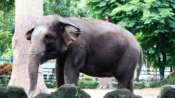 Sumatra filleri Ragunan Hayvanat Bahçesi, Jakarta, Endonezya.