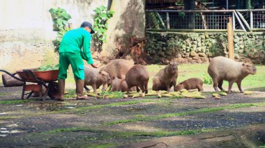 Ragunan Hayvanat Bahçesi 'ndeki memurlar bir Capybara' yı besliyor..