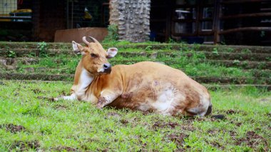 Javanese bull or Bos javanicus sitting on the grass. clipart