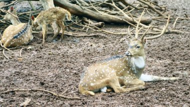 Spotted deer or chital gather under shady trees. clipart