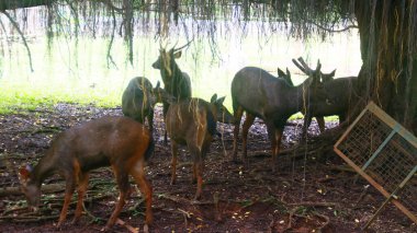 Sambar veya Rusa unicolor büyük bir ağacın altında dinleniyor..