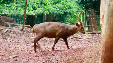 Bawean geyiği bir ağacın altında yiyecek arıyor..