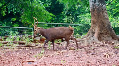 Bawean deer forage under a tree. clipart